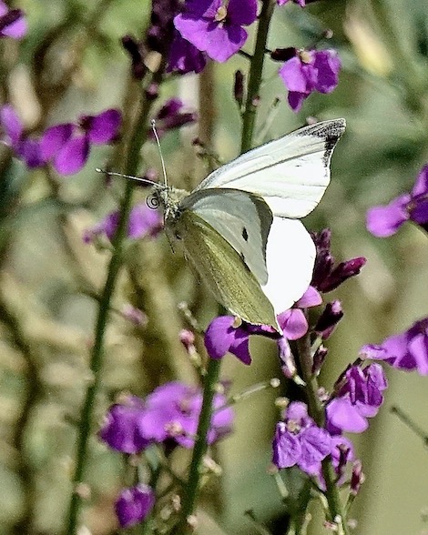 large white